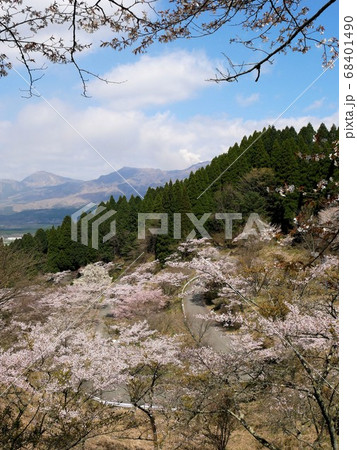 熊本県高森峠の千本桜 68401490