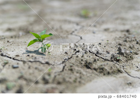 荒野に咲く緑 68401740