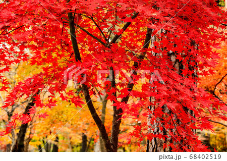 紅葉 紅葉 68402519