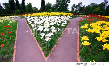 百合が原公園のお花畑 百合が原公園のお花畑 68402858