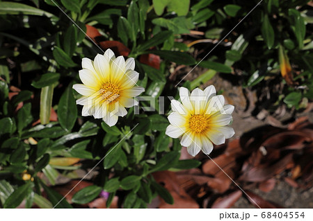 春の花壇に咲くガザニアの白い花の写真素材