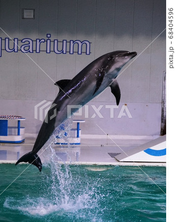 おたる水族館のイルカショーの写真素材