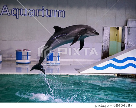 おたる水族館のイルカショーの写真素材