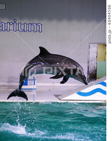 おたる水族館のイルカショーの写真素材