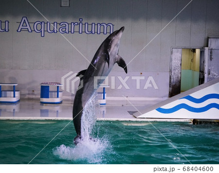 おたる水族館のイルカショーの写真素材