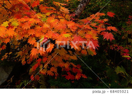 青森県 蔦沼 紅葉 青森県 蔦沼 紅葉 68405021