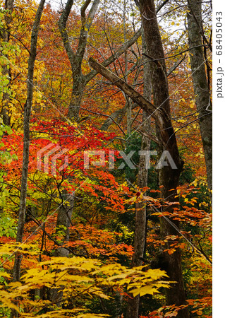 青森県 蔦沼 紅葉 青森県 蔦沼 紅葉 68405043