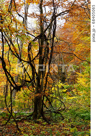 青森県　蔦沼　紅葉 68405065