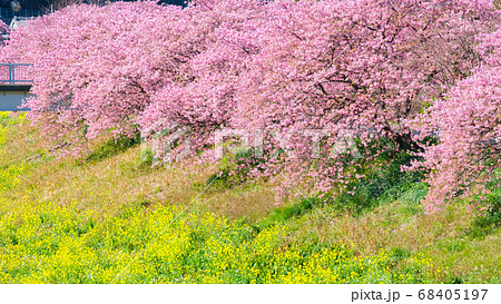 南伊豆町・下賀茂の河津桜 南伊豆町・下賀茂の河津桜 68405197