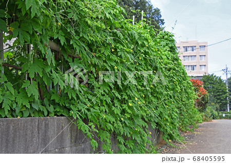 家庭菜園のゴーヤのフェンスの写真素材