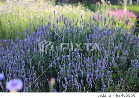 春の野原に咲くラベンダーの花 春の野原に咲くラベンダーの花 68405950
