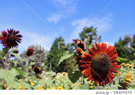 夏の馬見丘陵公園 68405979