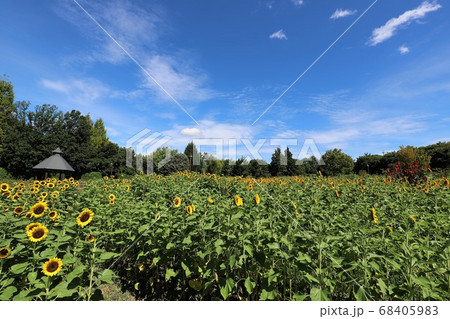 夏の馬見丘陵公園 夏の馬見丘陵公園 68405983