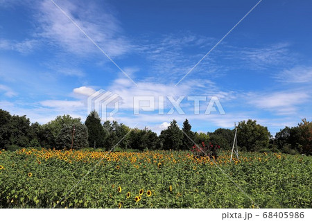 夏の馬見丘陵公園 夏の馬見丘陵公園 68405986