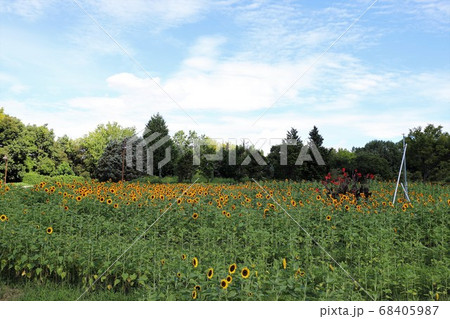 夏の馬見丘陵公園 夏の馬見丘陵公園 68405987