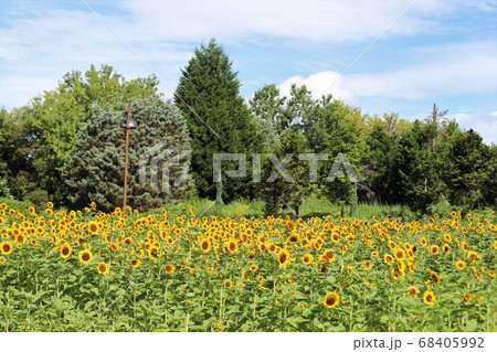 夏の馬見丘陵公園 夏の馬見丘陵公園 68405992