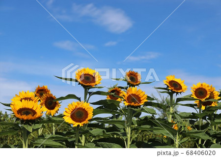 夏の馬見丘陵公園 68406020