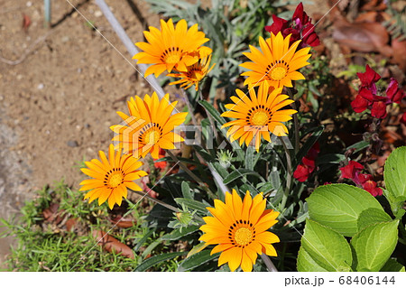 春の花壇に咲くガザニアの花の写真素材