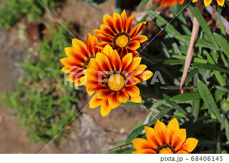 春の花壇に咲くガザニアの花の写真素材