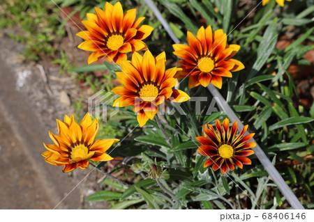 春の花壇に咲くガザニアの花の写真素材