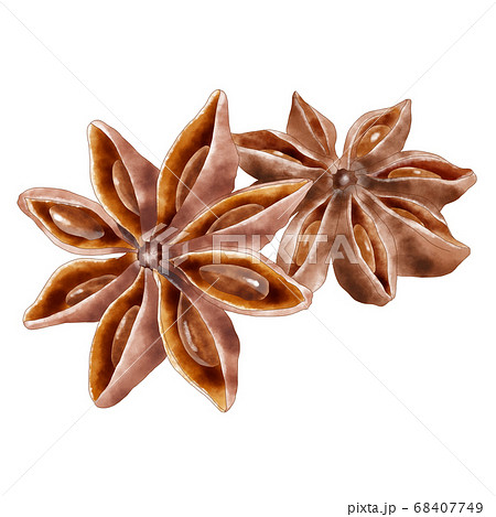 水彩イラスト　スターアニス 68407749