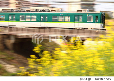 春爛漫の菜の花畑と京阪電車の流し撮り 春爛漫の菜の花畑と京阪電車の流し撮り 68407785