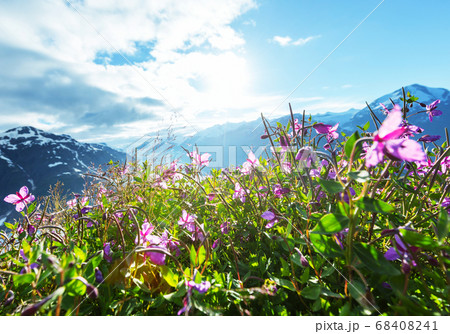 Mountains meadow Mountains meadow 68408241
