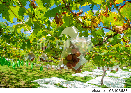 (山梨県御坂町)色づき始めた、ブドウ(ゴルビー) (山梨県御坂町)色づき始めた、ブドウ(ゴルビー) 68408683