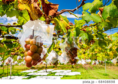 （山梨県御坂町）色づき始めた、ブドウ（ゴルビー） 68408698