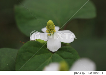 庭に咲くドクダミの白い花の写真素材