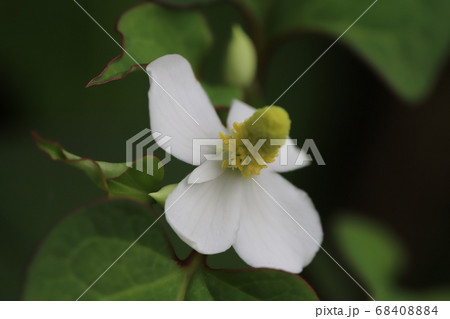 庭に咲くドクダミの白い花 68408884