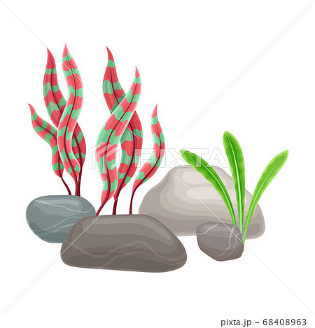 Smooth Pebble or Sea Stones with Seaweeds and Algae Vector Illustration Smooth Pebble or Sea Stones with Seaweeds and Algae Vector Illustration 68408963