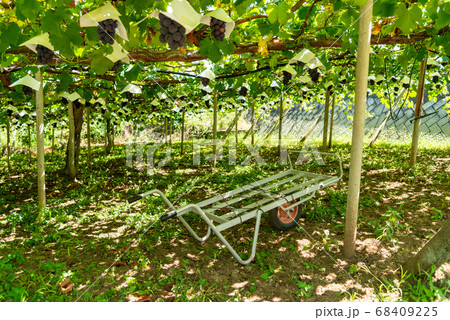 (山梨県)御坂町、葡萄園 (山梨県)御坂町、葡萄園 68409225