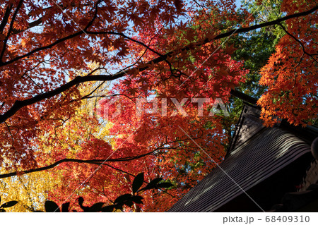 秋の紅葉 秋の紅葉 68409310