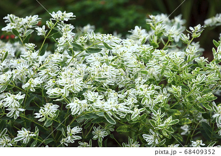 ハツユキソウ（葉と花） 68409352