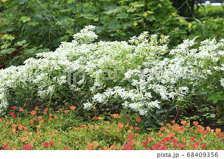 ハツユキソウ（葉と花） 68409356