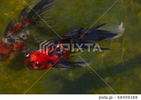 水元公園の金魚(アズマニシキ) 水元公園の金魚(アズマニシキ) 68409388