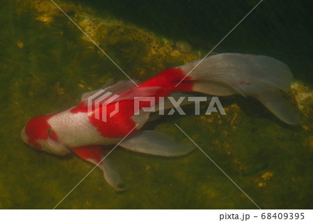 水元公園の金魚(コメット) 水元公園の金魚(コメット) 68409395