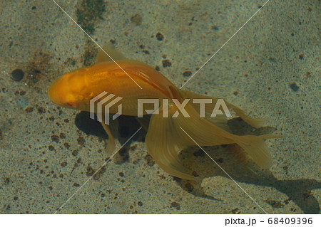 水元公園の金魚(江戸茜) 水元公園の金魚(江戸茜) 68409396