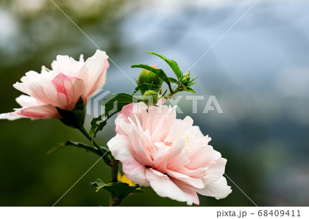 秩父郡皆野町　ムクゲ自然公園 68409411