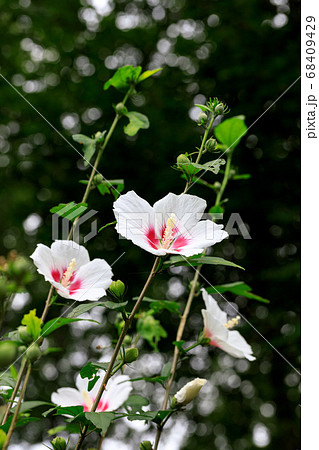 秩父郡皆野町　ムクゲ自然公園 68409429