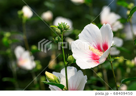 秩父郡皆野町　ムクゲ自然公園 68409450