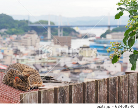 【広島県】尾道水道の風景　屋根の上で昼寝をする野良猫 68409540