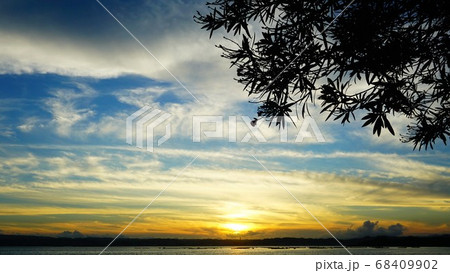 夾竹桃と夕日 68409902