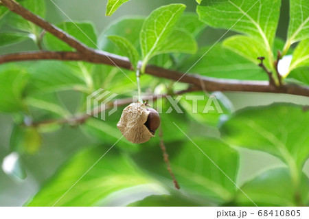 果皮が破れて褐色の種子が露出したエゴノキの実 68410805