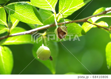果皮が破れて褐色の種子が露出したエゴノキの実 68410806
