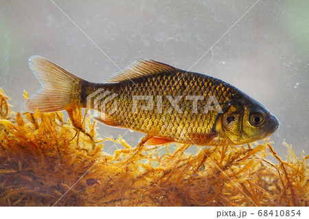 Alive young crucian carp diving in river water under surface. Alive young crucian carp diving in river water under surface. 68410854