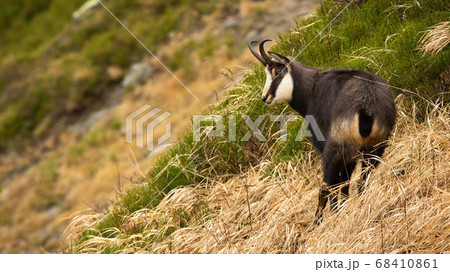 Tatra chamois standing on mountainside in summer nature. 68410861