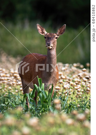 Red deer hind standing in poppy in summer nature. 68410862