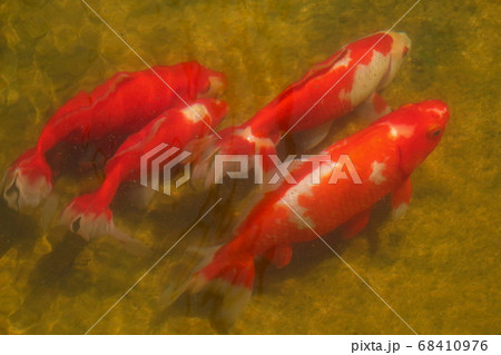 水元公園の金魚（ワキン） 68410976
